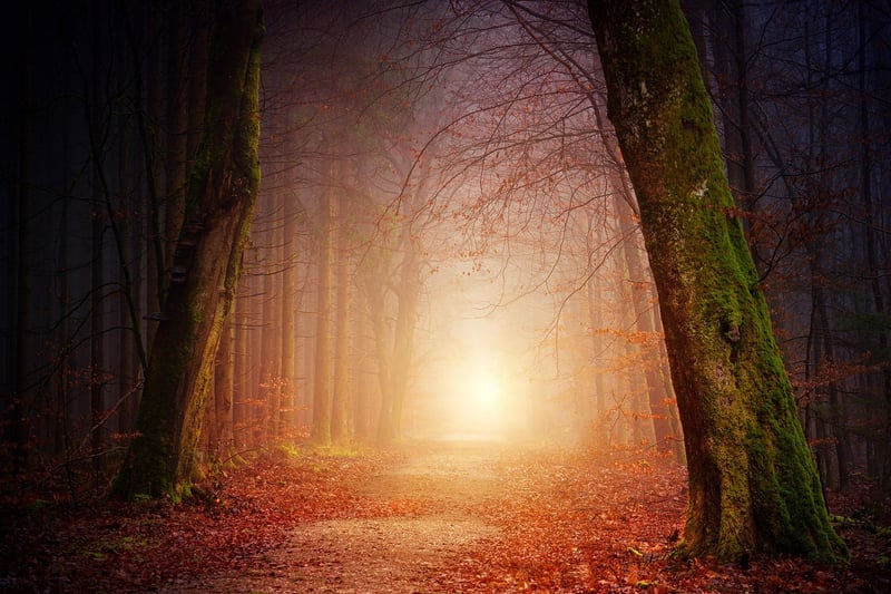 Woodland Serenity
